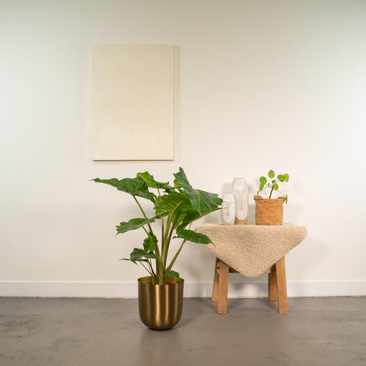 Alocasia Portodora Elefantenohr Ø21cm mit Mayk Gold Topf
