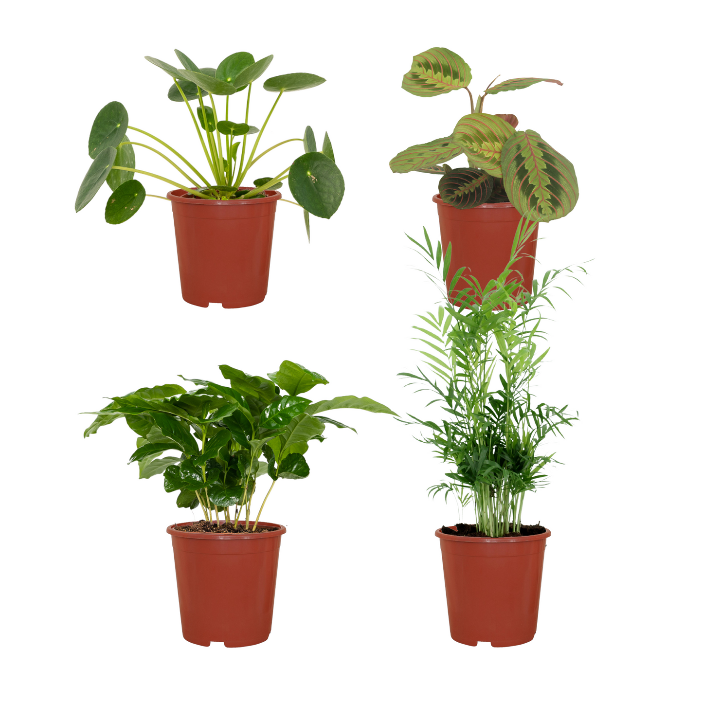 Tierfreundliche Zimmerpflanzenbox – 4er Set Ø12cm