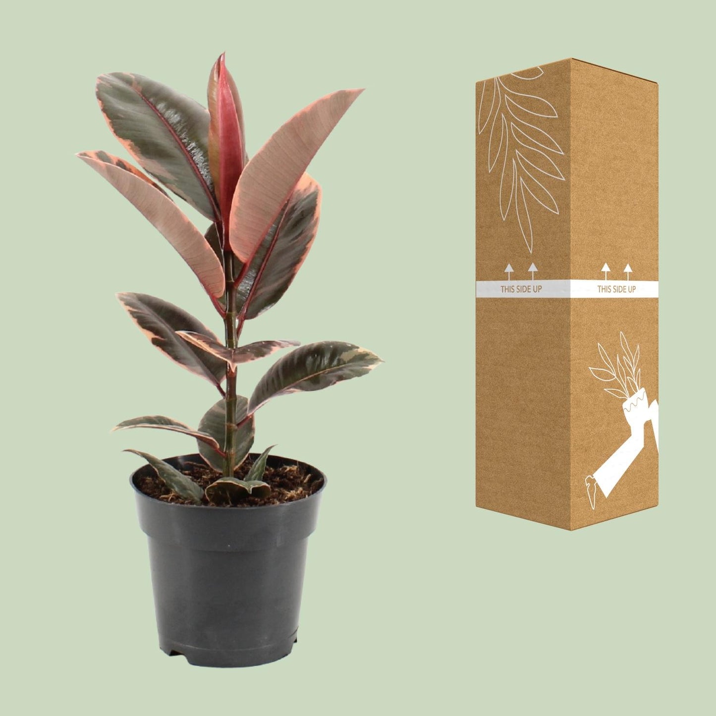 Ficus Elastica Belize – Pflegeleichter Gummibaum Ø17cm, 55cm hoch