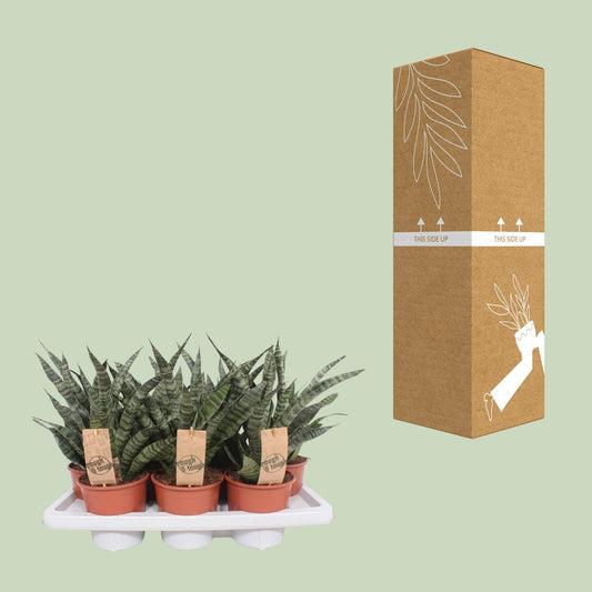 Sansevieria Diamond Green – Pflegeleichte Schwiegermutterzunge Ø14cm