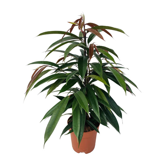Ficus Binnendijkii 'Amstel King' Ø17cm - 75cm hoch