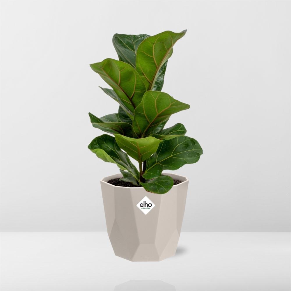 Ficus Lyrata ‘Bambino’ im ELHO b.for rock Topf 14 cm warm grey