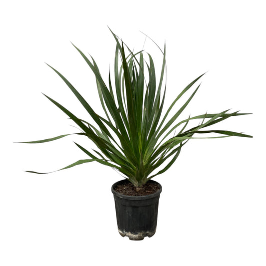 Dracaena Draco – Exotischer Drachenbaum 100 cm