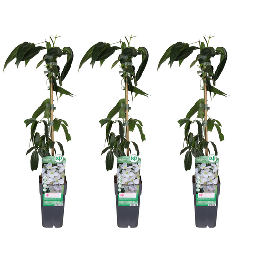 Clematis armandii - 3er Set Ø15cm - ca. 65cm hoch