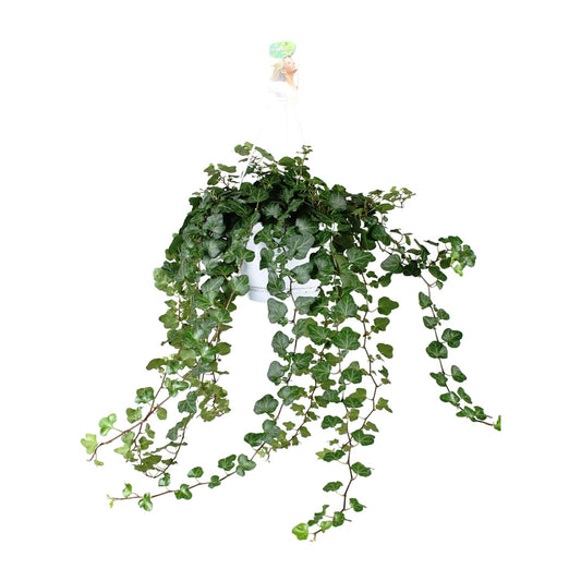 Hedera Helix Wonder Green – Stilvolle Kletterpflanze Ø24cm