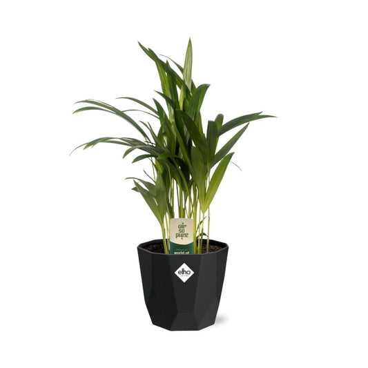 Dypsis Lutescens (Areca) – Stilvolle Bambuspalme 14cm Topf
