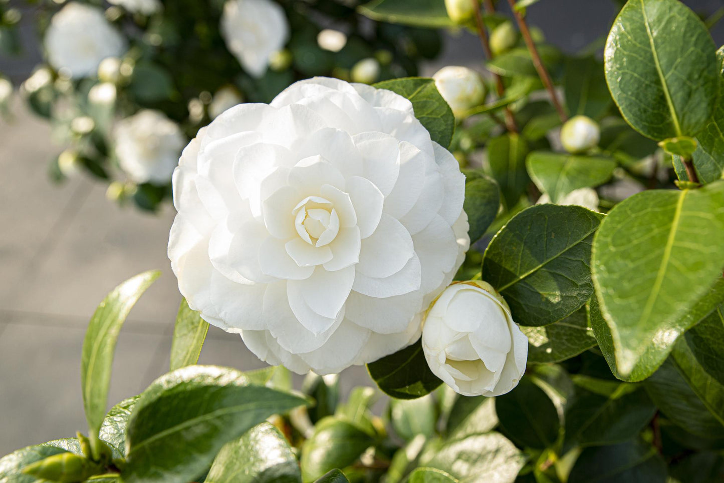 Camellia japonica 'Nuccio's Gem' – Immergrüner Strauch Ø19cm