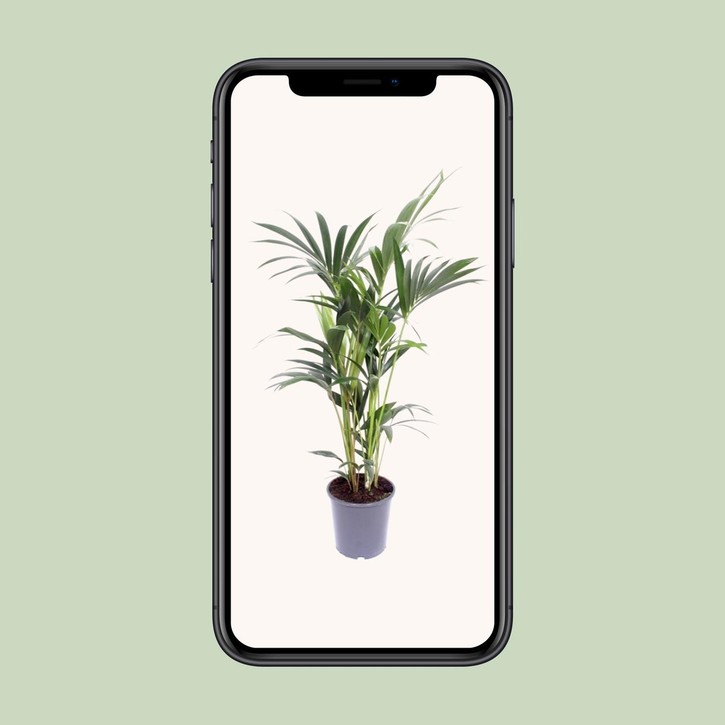 Howea Forsteriana (Kentia-Palme) Ø17cm, 75cm hoch