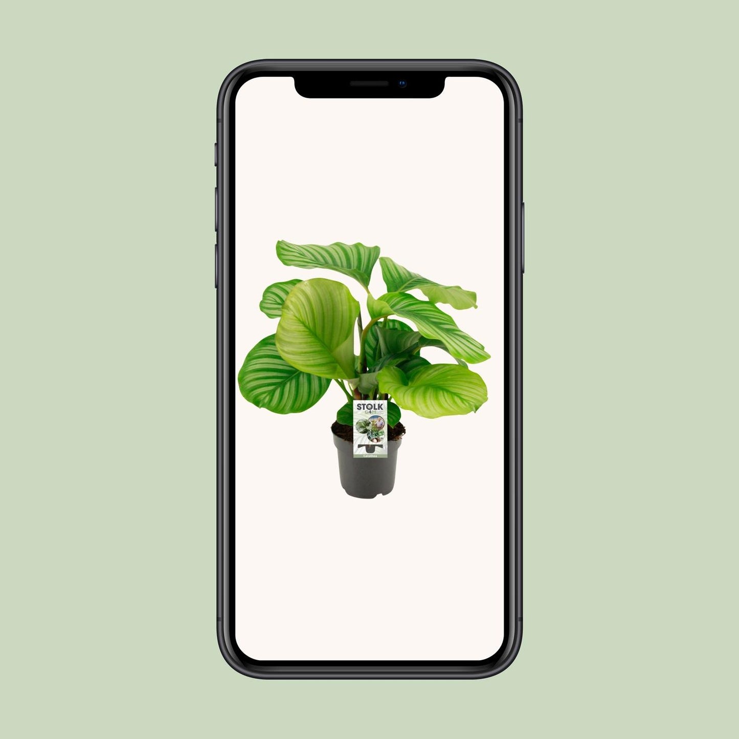 Calathea Orbifolia – Pflegeleichte Zimmerpflanze Ø50cm
