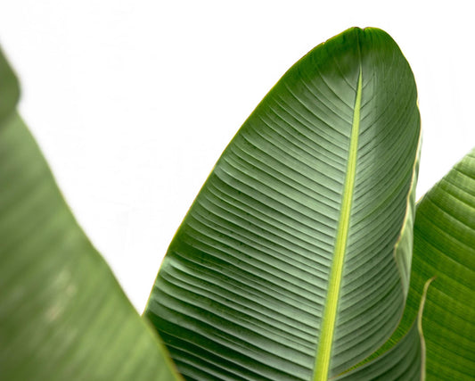 Strelitzia Augusta de luxe XXL – 250 cm, ø38 cm