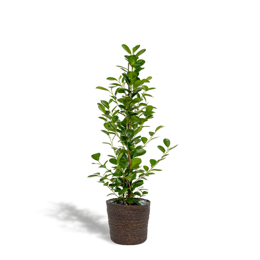Ficus Microcarpa Moclame Ø21cm – Stilvolle XXL-Zimmerpflanze mit Korb