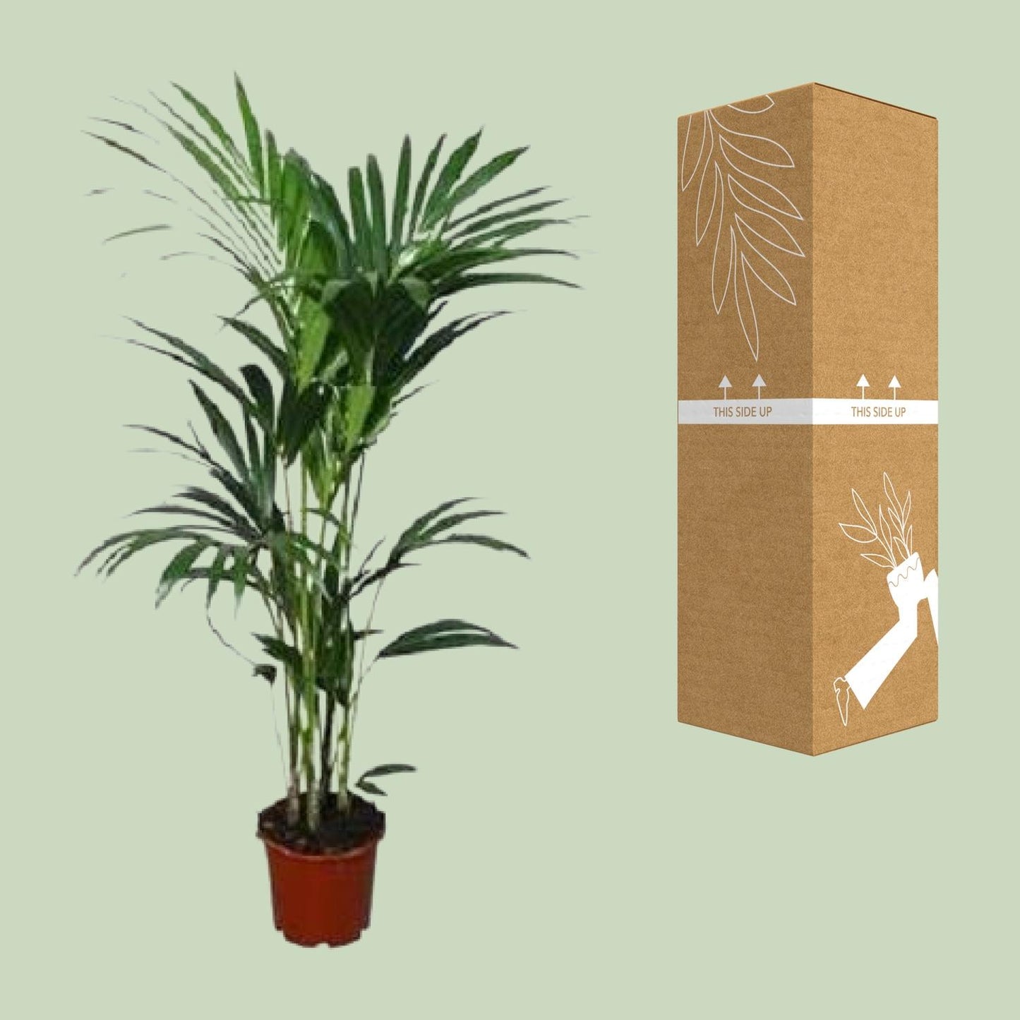 Howea forsteriana – Kentia-Palme Ø21cm Topf, ca. 120cm hoch