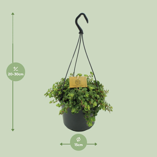 Sedum Tornado – Pflegeleichter Mauerpfeffer Ø15cm