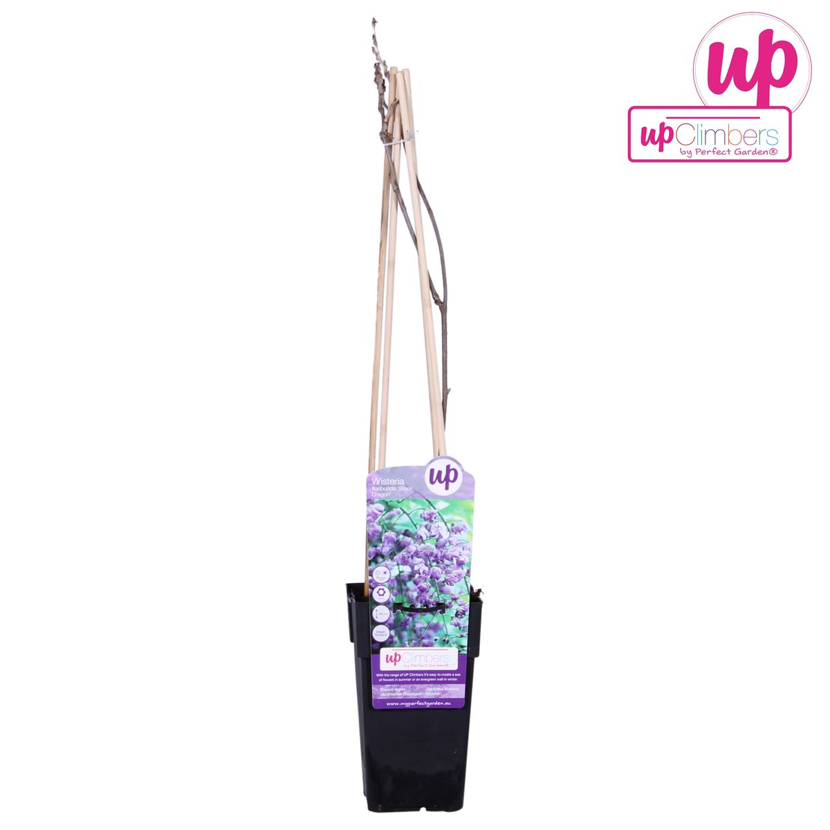 Wisteria sinensis 'Prolific' – Blauregen Kletterpflanze Ø15cm