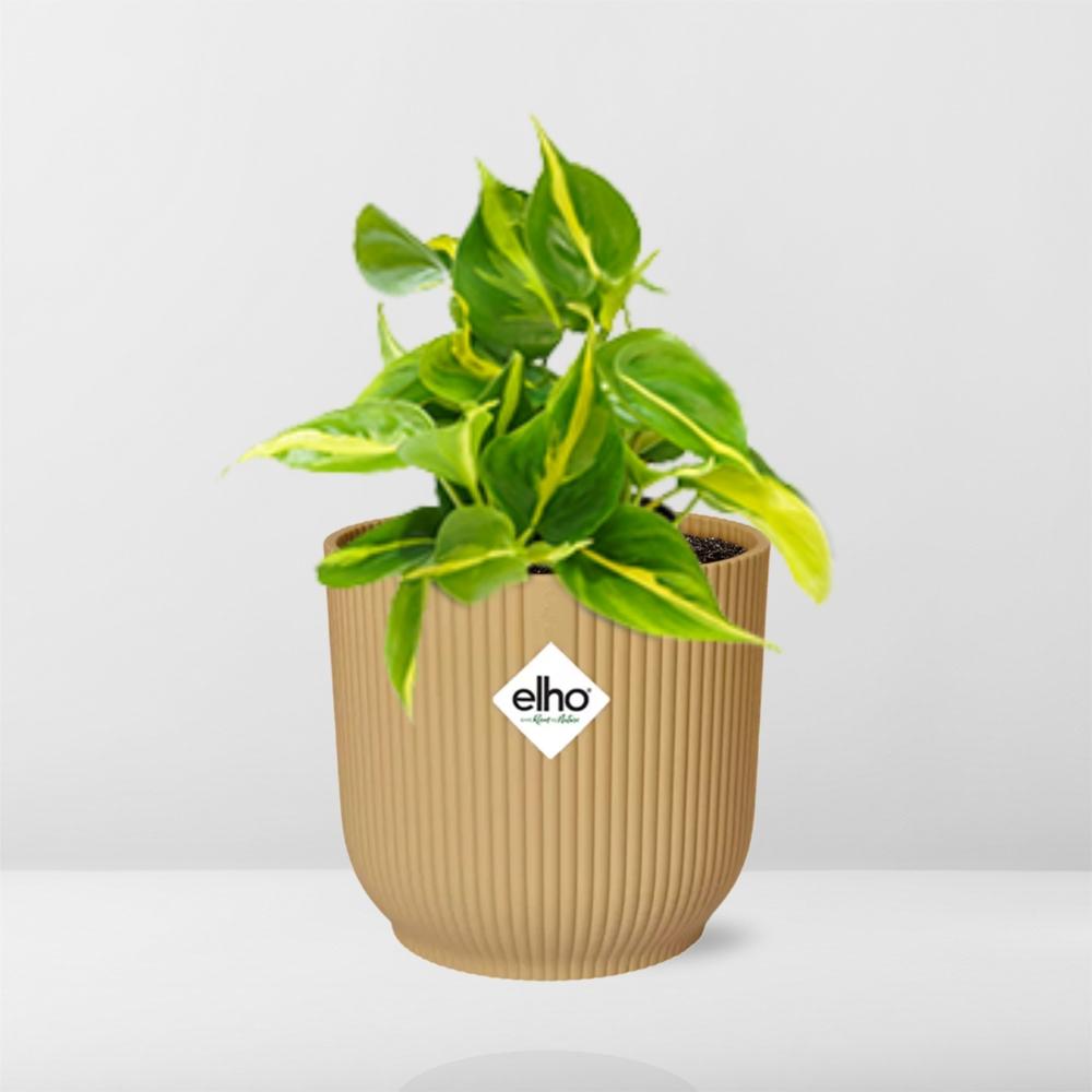 Philodendron Scandens ‘Brasil’ im ELHO Vibes Fold 14cm Gelb