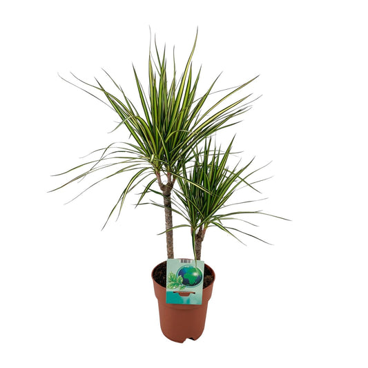 Dracaena Marginata Bicolor – Pflegeleichter Drachenbaum Ø19cm