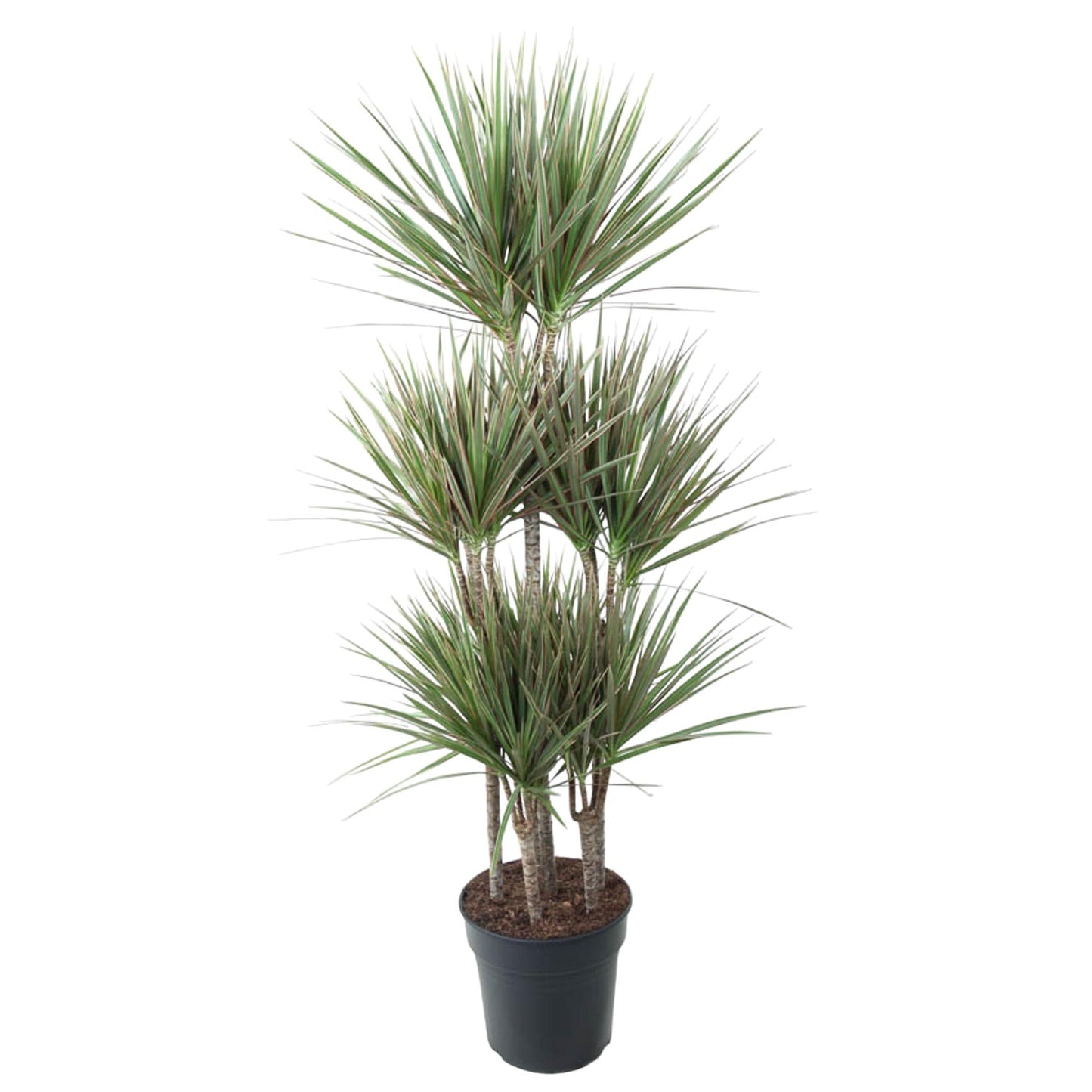 Dracaena Bicolor Carrousel – 150 cm – Ø 31 cm