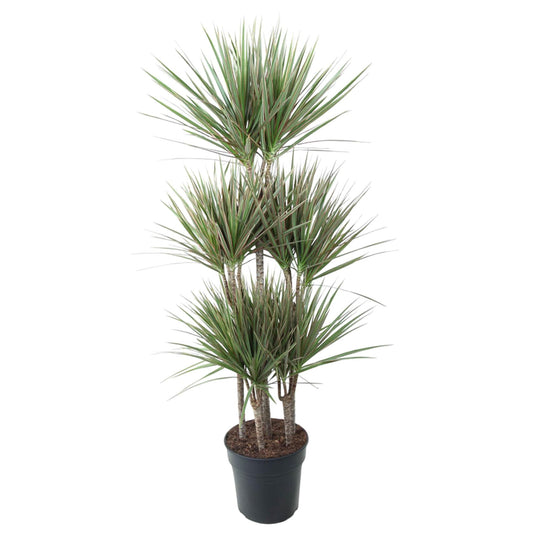 Dracaena Bicolor Carrousel – 150 cm – Ø 31 cm