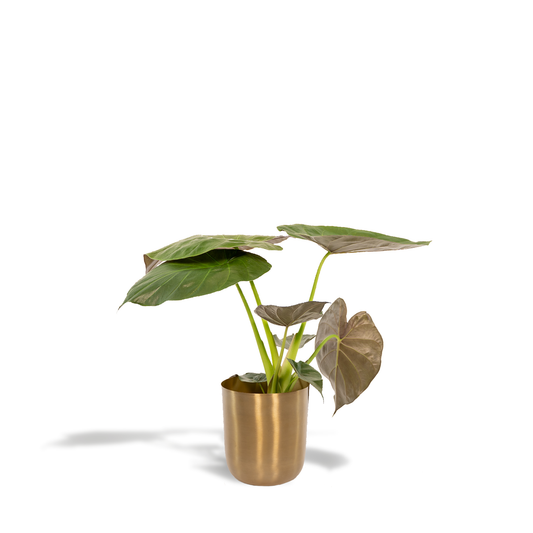 Alocasia Wentii - Elefantenohr Ø19cm mit Mayk Gold Topf