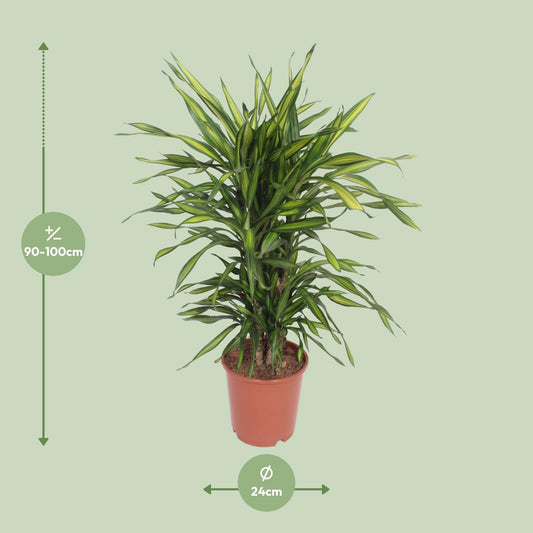 Dracaena Fragrans Riki – Eleganter Drachenbaum Ø24cm, 90cm hoch