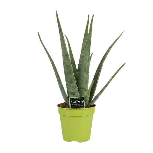 Aloe Vera Ø15cm – Pflegeleichte und stilvolle Zimmerpflanze