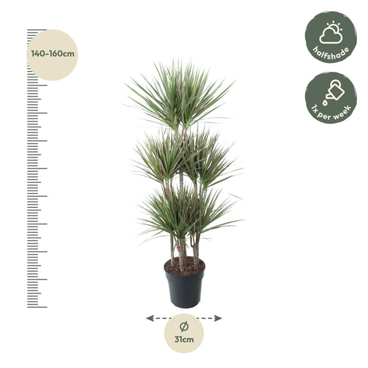 Dracaena Bicolor Carrousel – 150 cm – Ø 31 cm