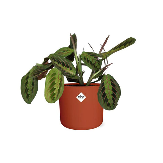 Maranta Leuconeura ‘Fascinator’ Tricolor in ELHO b.for soft rond 14cm brique