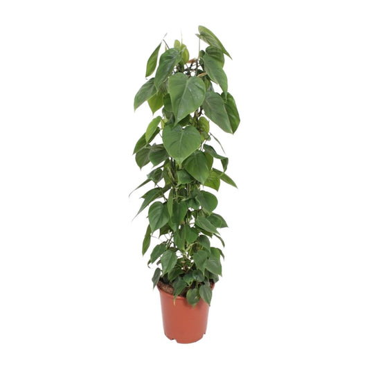 Philodendron Scandens – Pflegeleichte Kletterpflanze Ø24cm