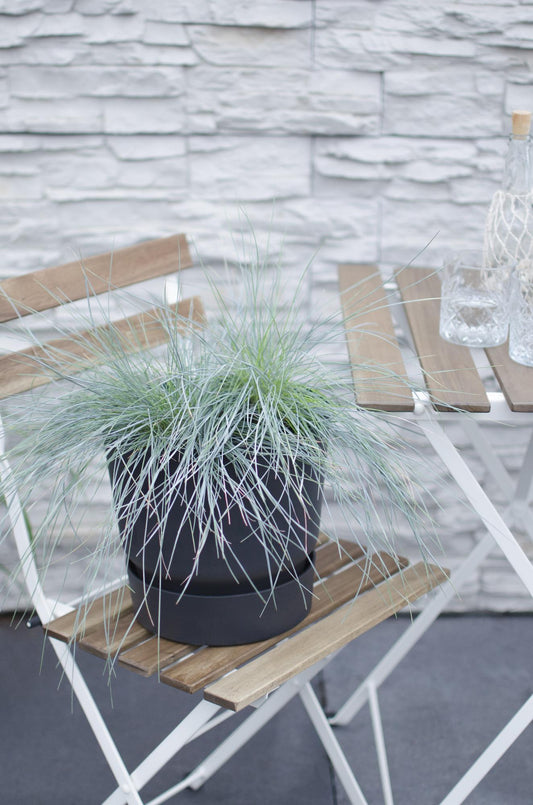 Festuca glauca Azura Blue - Silberblaues Schafgras Ø19 cm