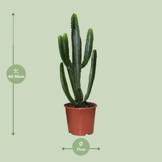Euphorbia Triangularis – Stilvolle, pflegeleichte Zimmerpflanze Ø17cm