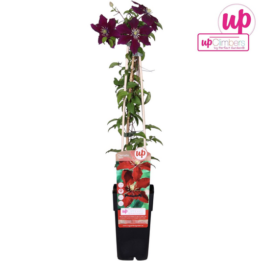 Clematis Niobe – Große rote Kletterpflanze Ø15cm