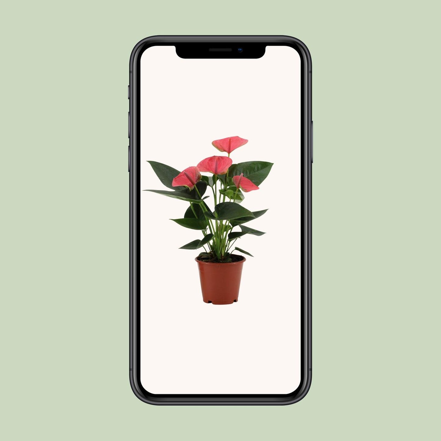 Anthurium Sweet Dream – Pflegeleichte Flamingoblume Ø12cm