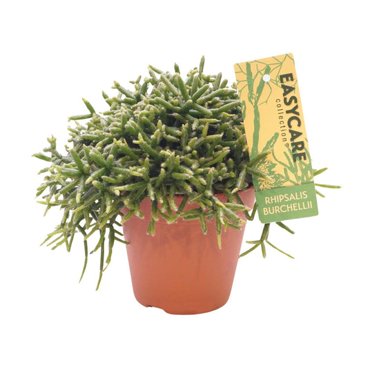 Rhipsalis Burchellii – Pflegeleichter Mistelkaktus Ø12 cm