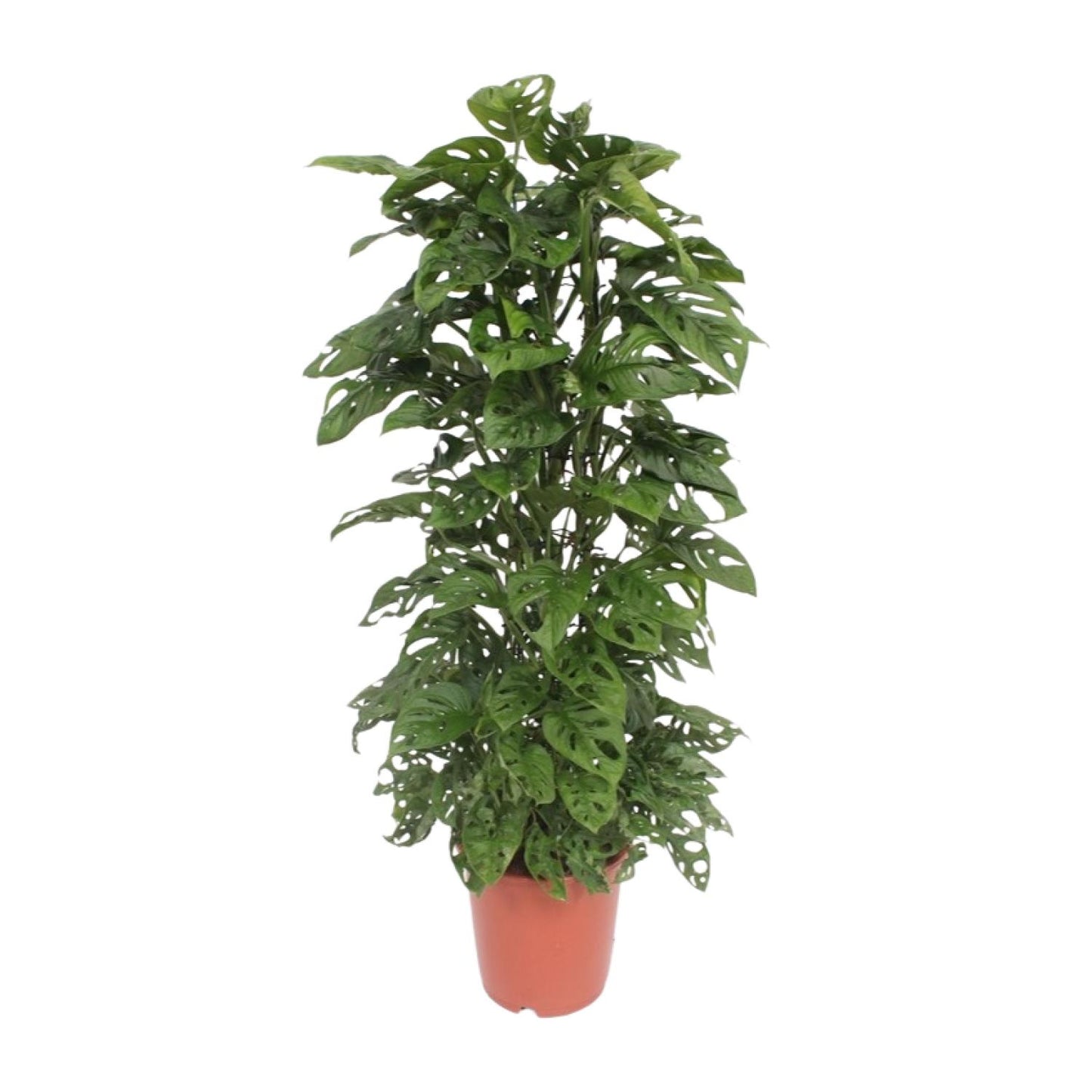 Monstera Monkey Leaf - Ø24cm Topf, ca. 120cm hoch