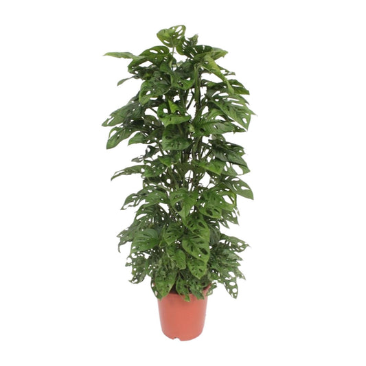 Monstera Monkey Leaf - Ø24cm Topf, ca. 120cm hoch