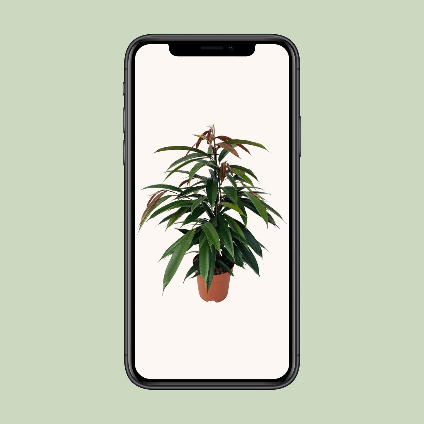 Ficus Binnendijkii 'Amstel King' Ø17cm - 75cm hoch