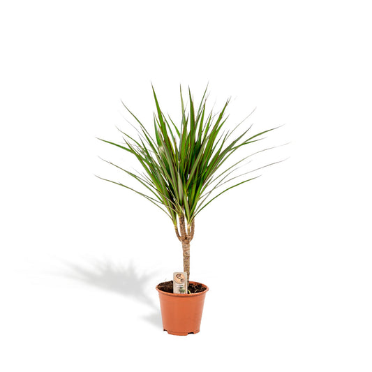 Dracaena Marginata – Pflegeleichter Drachenbaum Ø14cm, 60cm hoch