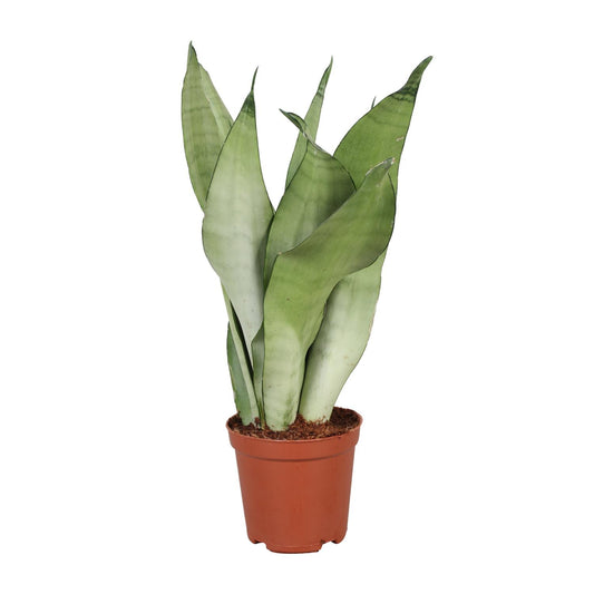 Sansevieria Trifasciata Moonshine – Pflegeleichte Schwiegermutterzunge Ø12cm