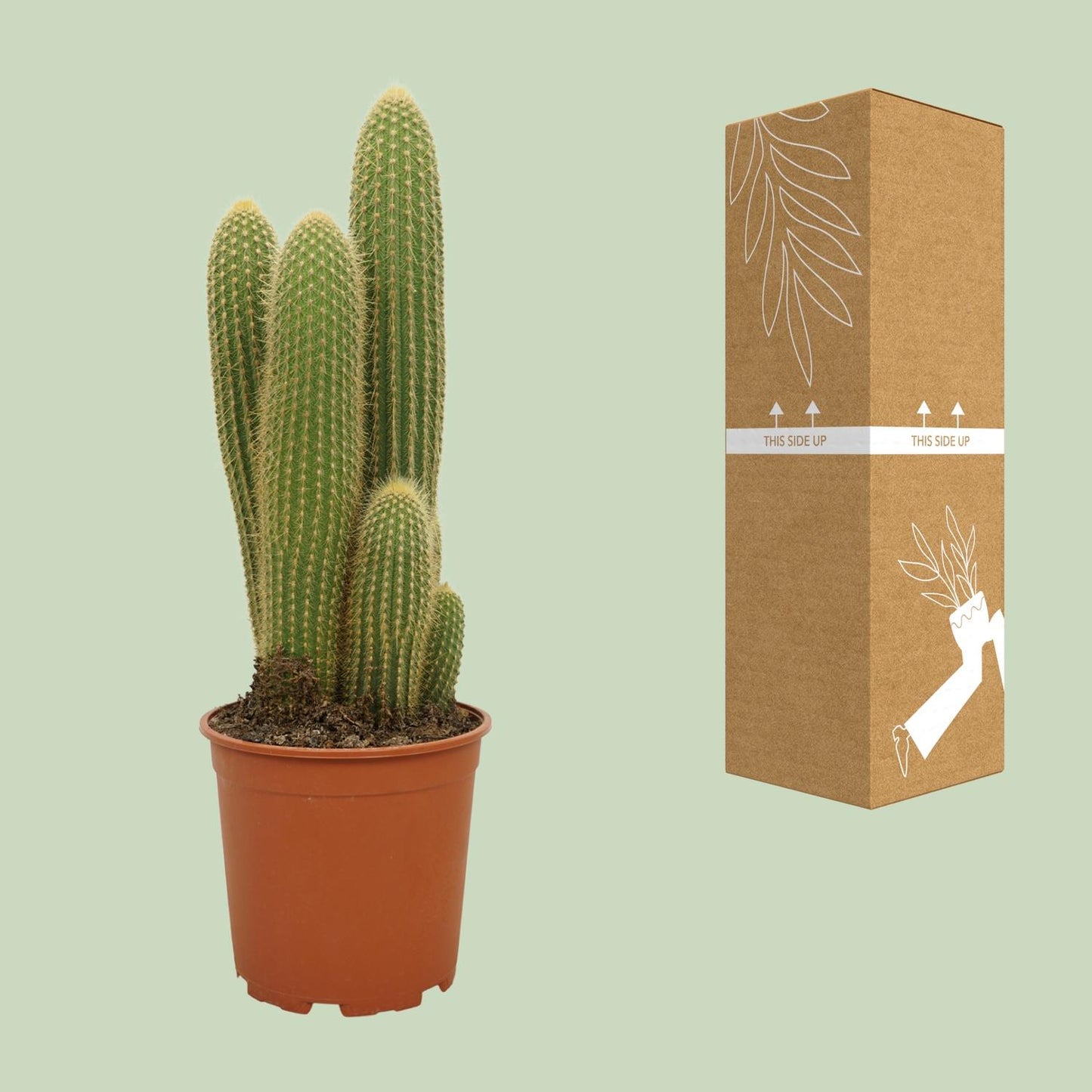 Vatricania Guentheri – Tropische XXL Zimmerpflanze Ø21cm