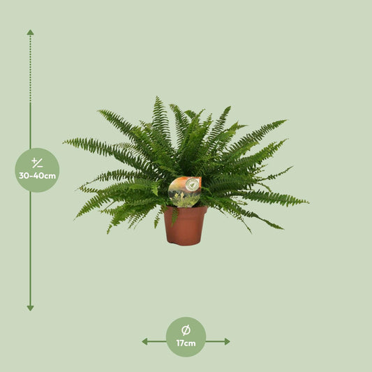 Nephrolepis Green Lady – Pflegeleichter Boston-Farn Ø17cm