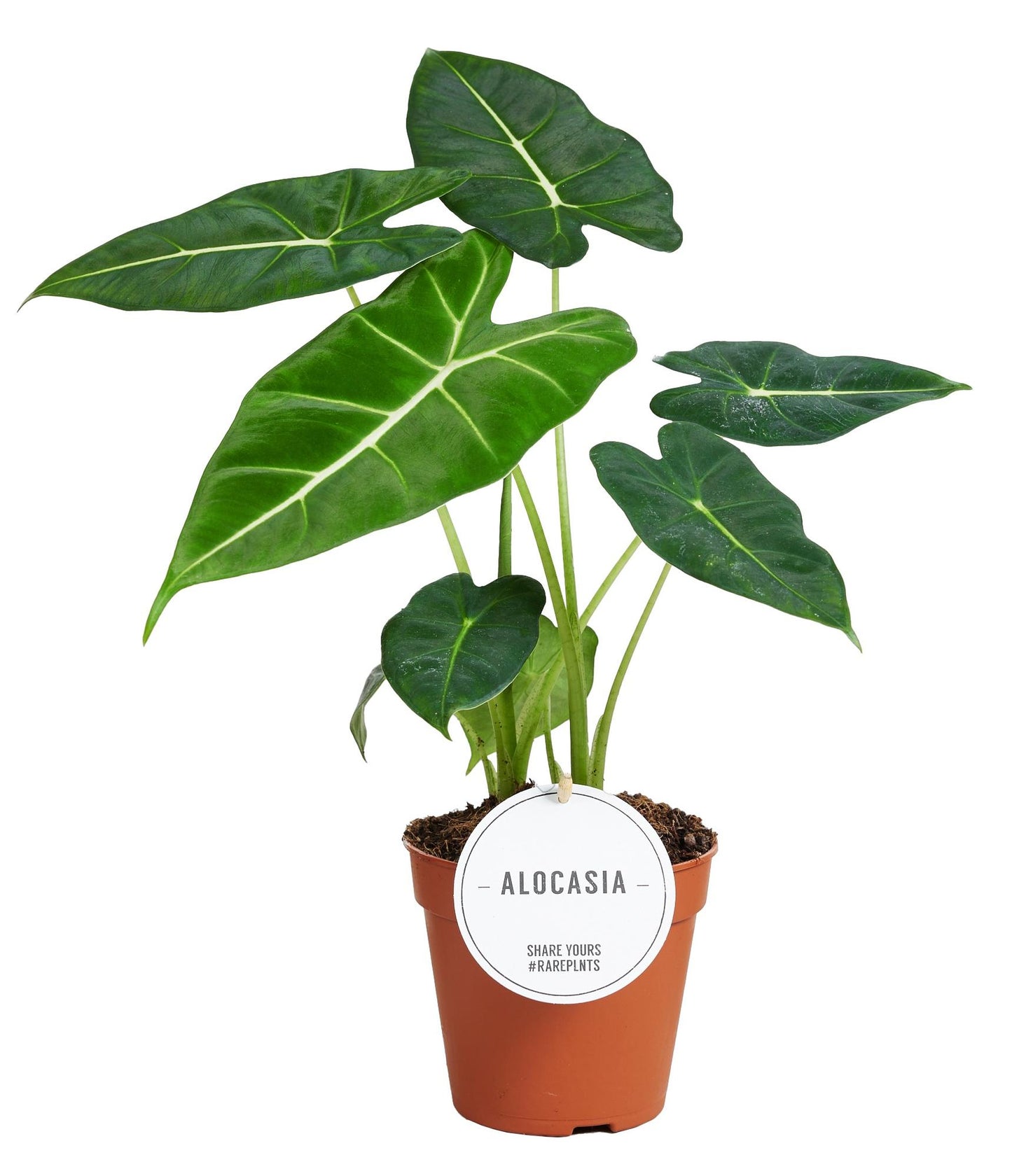 Alocasia Frydek – Elegantes Elefantenohr für Ihr Zuhause