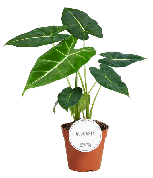 Alocasia Frydek – Elegantes Elefantenohr für Ihr Zuhause