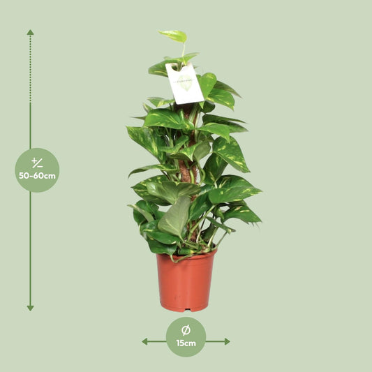 Epipremnum Pinnatum Mosstok – Goldene Efeutute 60 cm