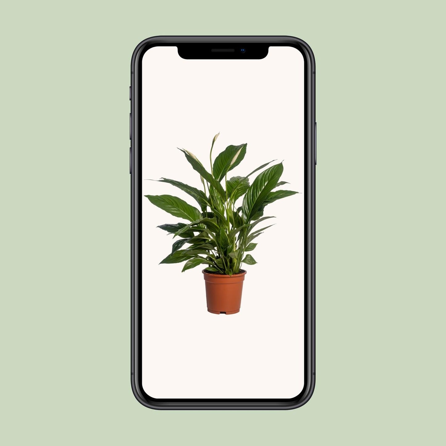 Spathiphyllum Vivaldi – Elegante Friedenslilie Ø17cm, 70cm hoch