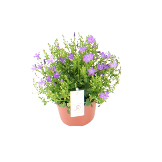 Campanula Dolc'Amore® - Romantische Glockenblume Ø12cm
