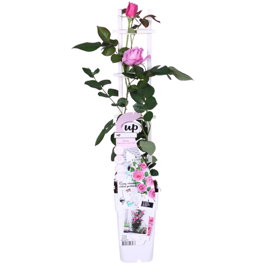 Rosa Crazy in Love 'Pink' – Kletterrose Ø15cm, ca. 65cm hoch