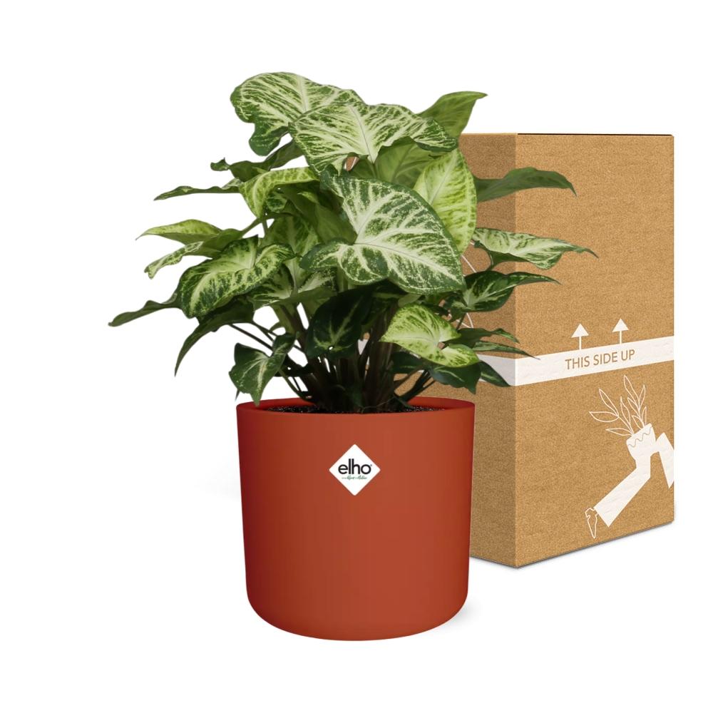 Syngonium Arrow – Pflegeleichte Zimmerpflanze im ELHO b.for soft Rond 14cm Topf