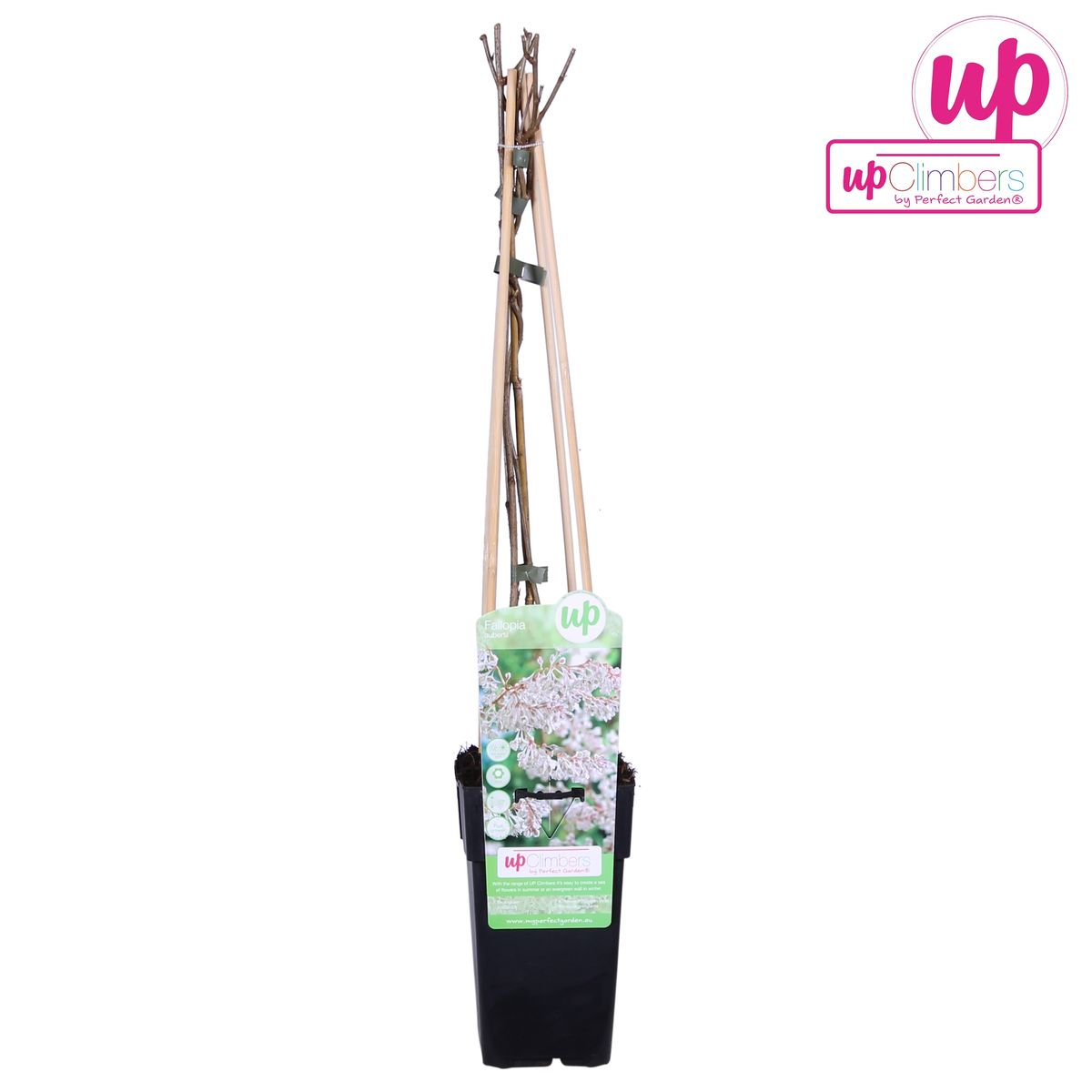 Fallopia baldschuanica – Brautschleier Kletterpflanze Ø15cm, ca. 65cm hoch