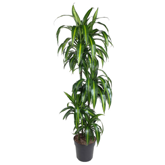 Dracaena Hawaiiana – Elegante XXL Zimmerpflanze 180 cm