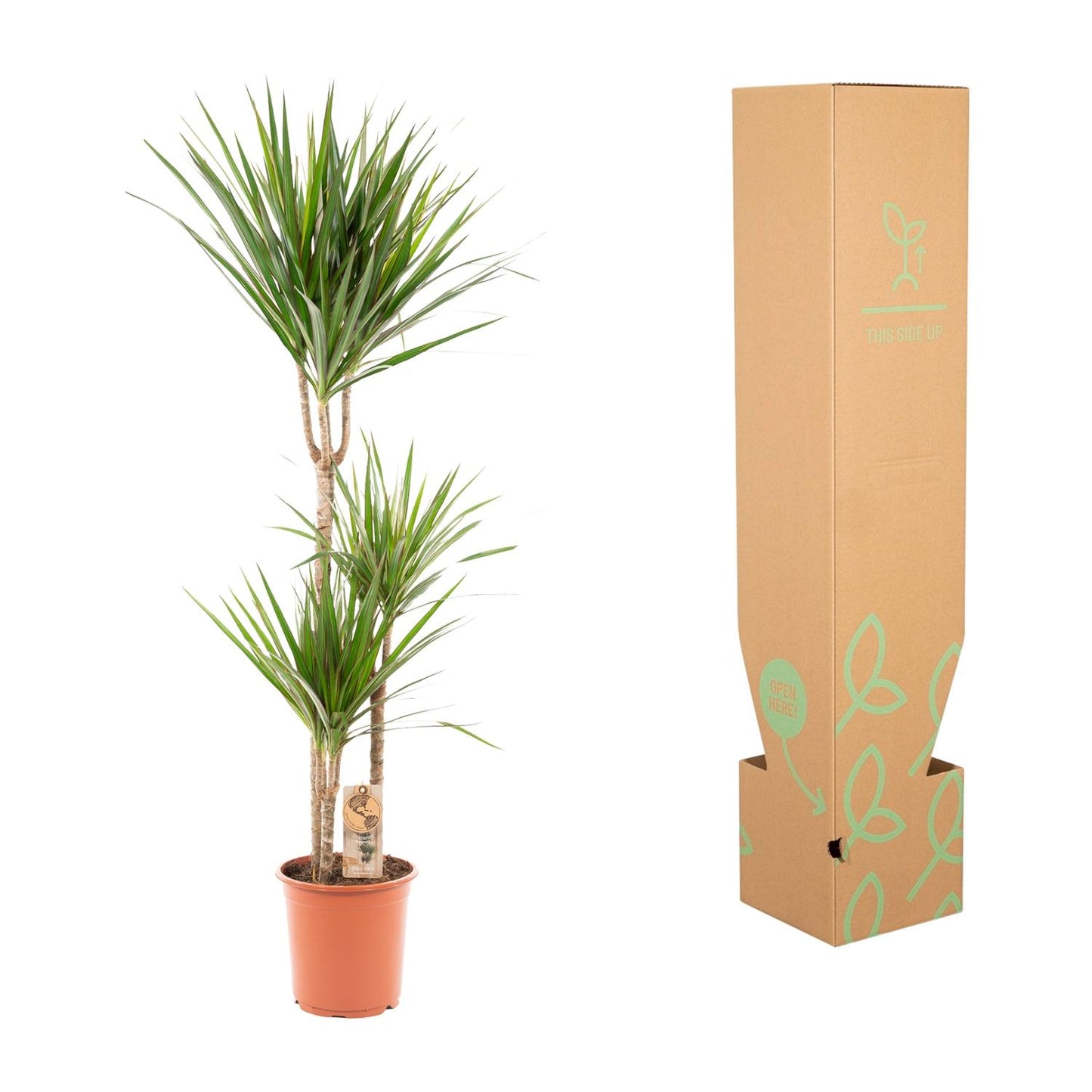 Dracaena Marginata – Pflegleichter Drachenbaum Ø21cm, 120cm hoch